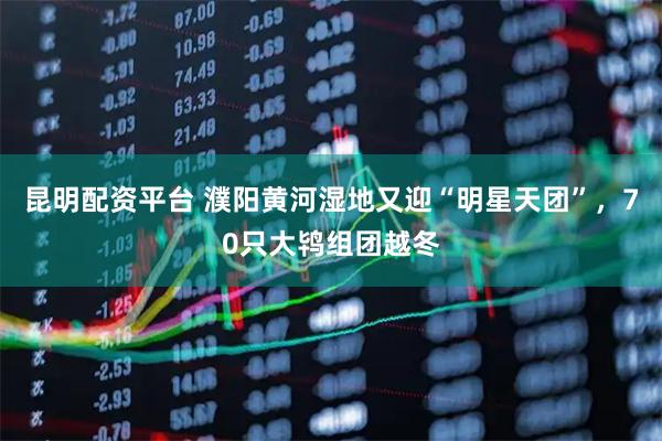 昆明配资平台 濮阳黄河湿地又迎“明星天团”，70只大鸨组团越冬